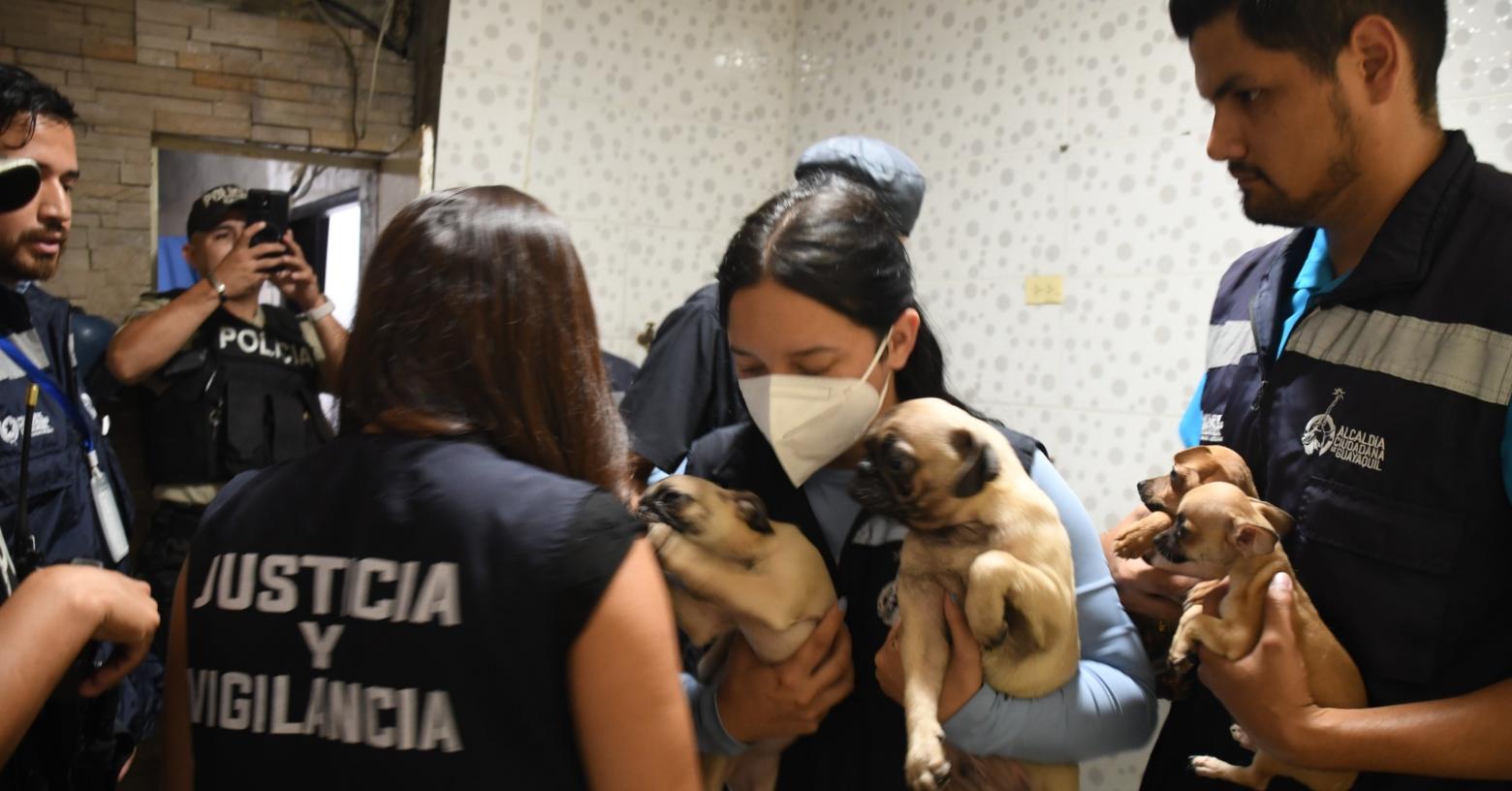 Municipio de Guayaquil clausura clínica veterinaria clandestina que realizaba cirugías insalubres en Los Vergeles
