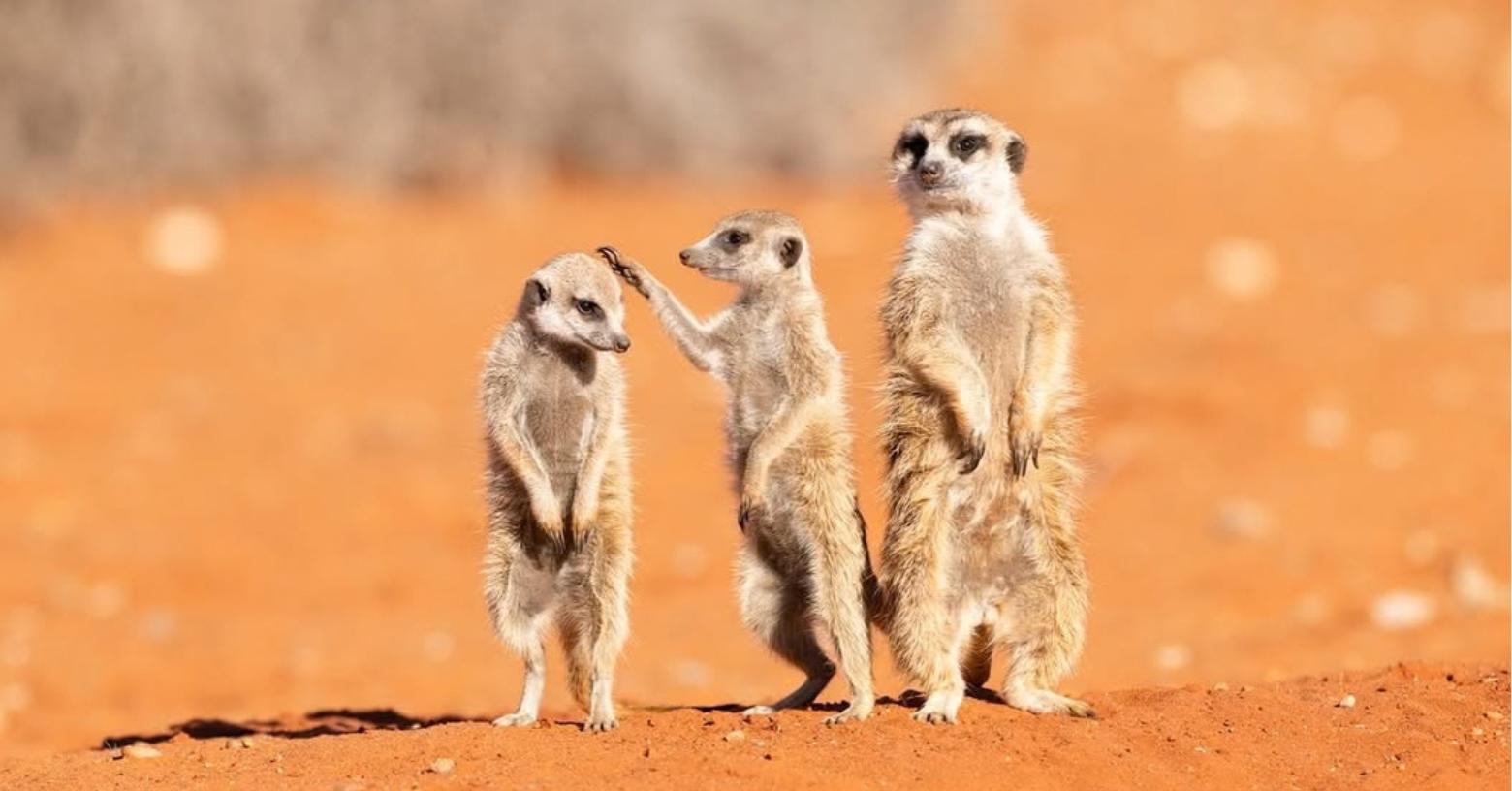 Las fotos de animales más divertidas del año: conoce a los finalistas de los Nikon Comedy Wildlife Awards 2026
