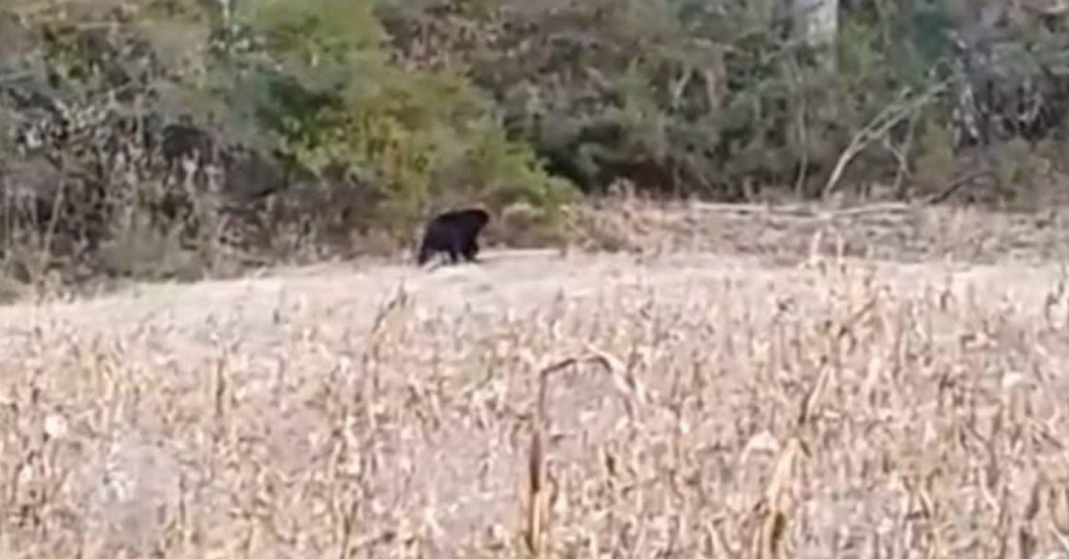 Quito: captan a oso andino huyendo del incendio forestal en el cerro Casitagua