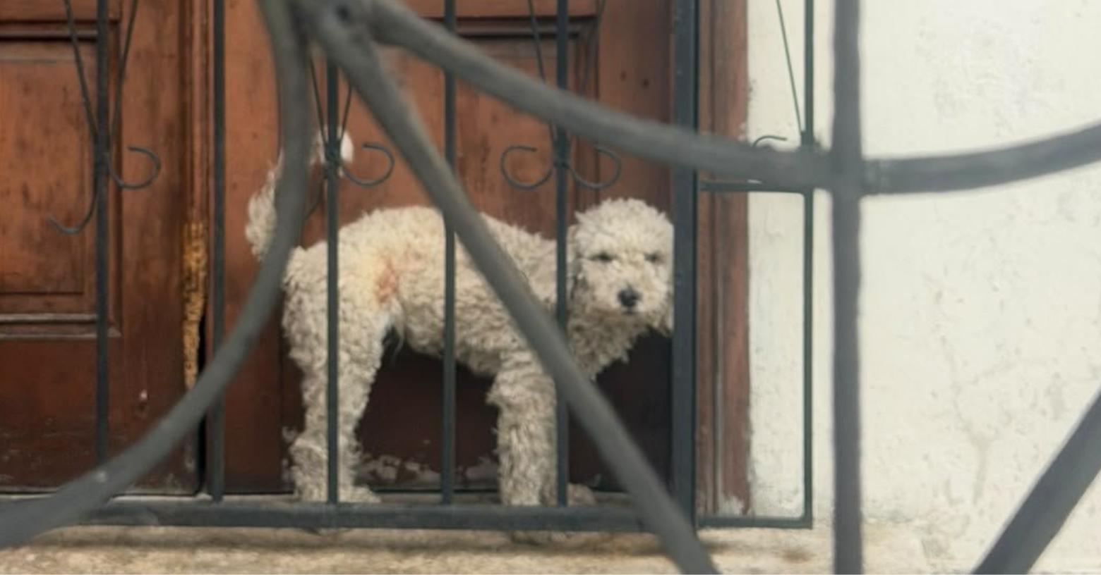 Perro expuesto al sol y atrapado en un espacio reducido genera indignación en el norte de Guayaquil