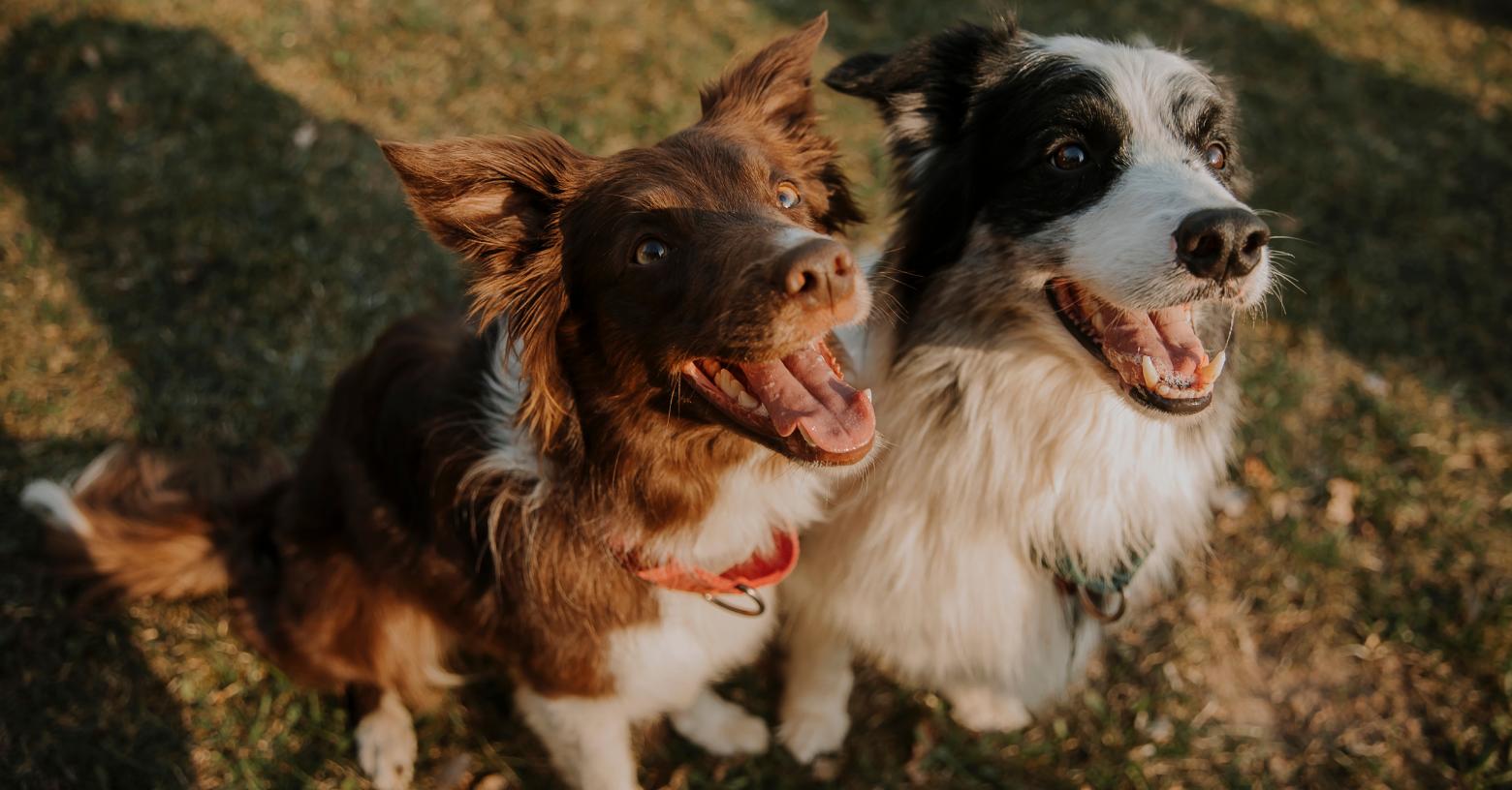 ¿Cómo entienden las palabras los perros? Un estudio revela que se guían por las consonantes