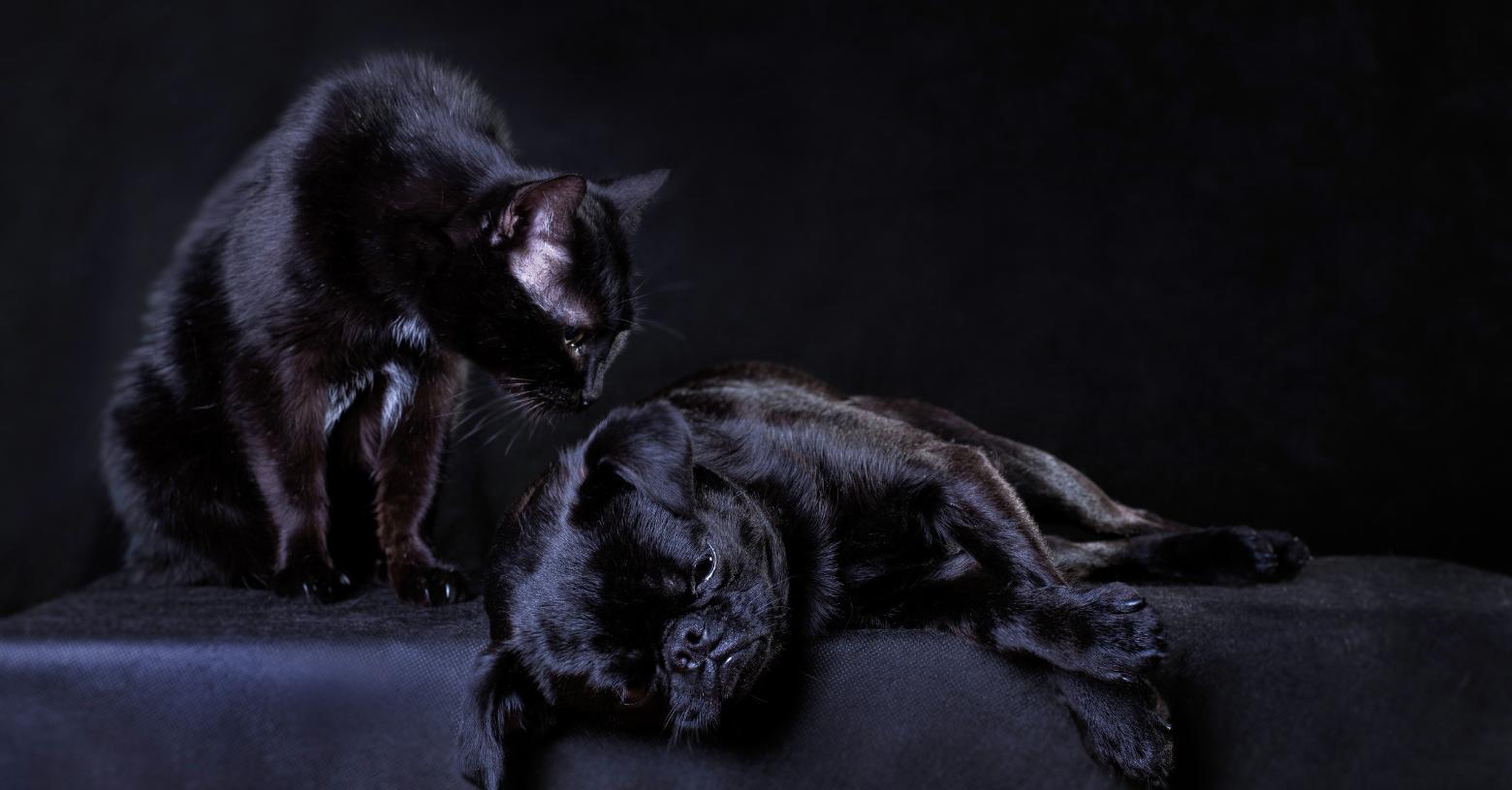 Guayaquil: ¿por qué piden proteger a los perros y gatos negros y blancos durante octubre?