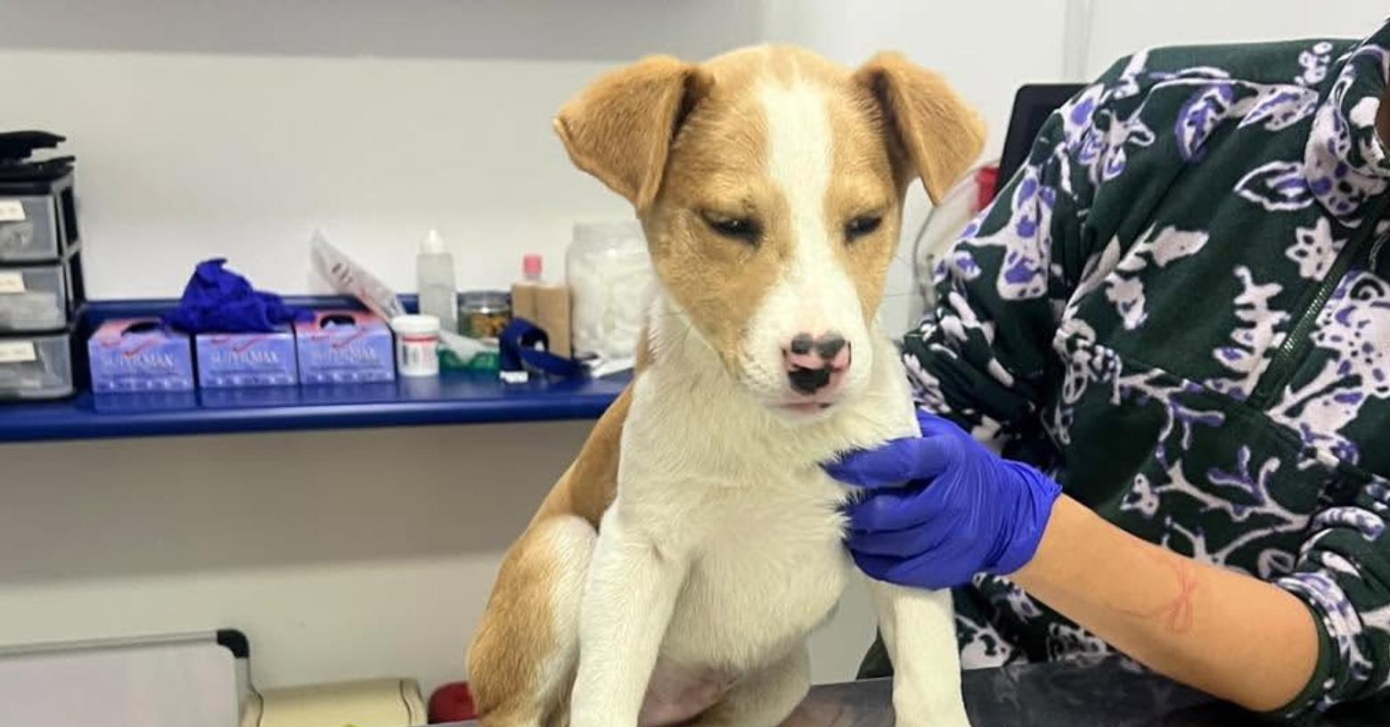 Quito: recuperan a cachorro robado durante una feria de adopción en el parque La Carolina