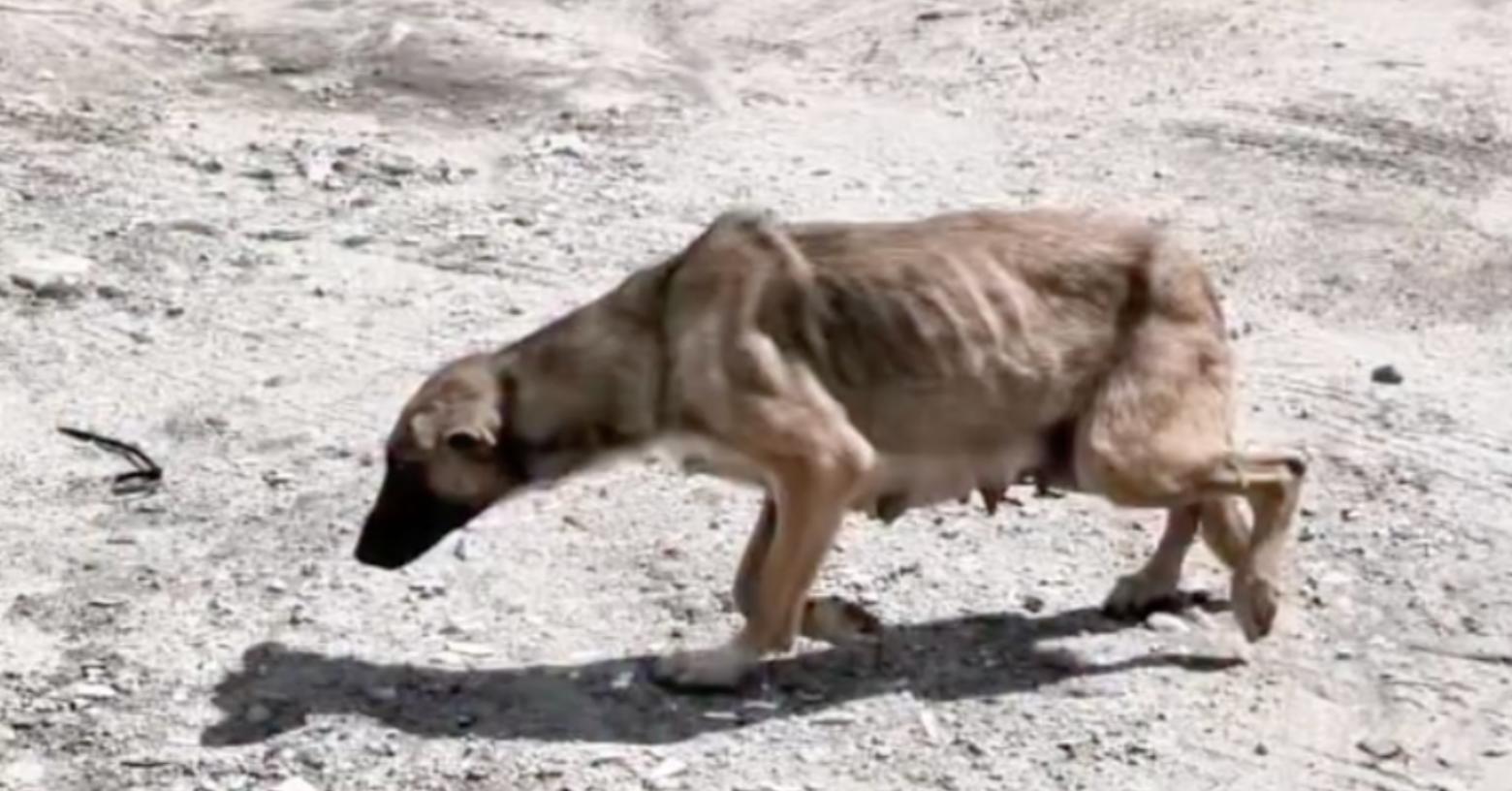 Rescatan a perrita encadenada y desnutrida junto a sus siete cachorros en el norte de Quito