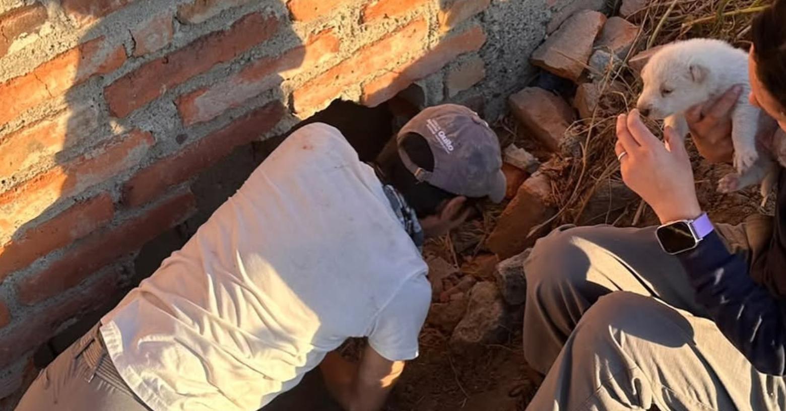 Quito: cuatro cachorros y su madre fueron puestos a salvo tras quedar atrapados en un agujero