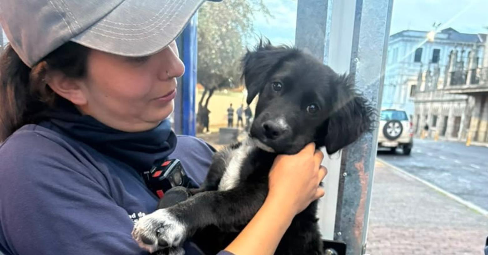 Quito: rescatan a una cachorra tras registrar agresión en el sector de La Basílica