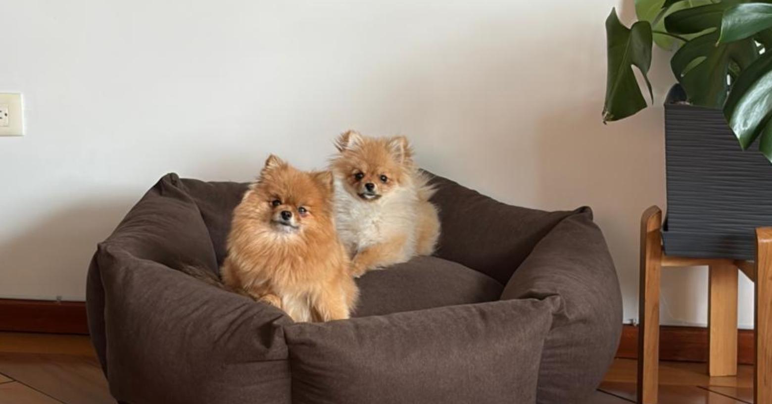 Tras casi una semana del robo de dos perritas en Quito, sus tutores siguen sin recibir información sobre ellas