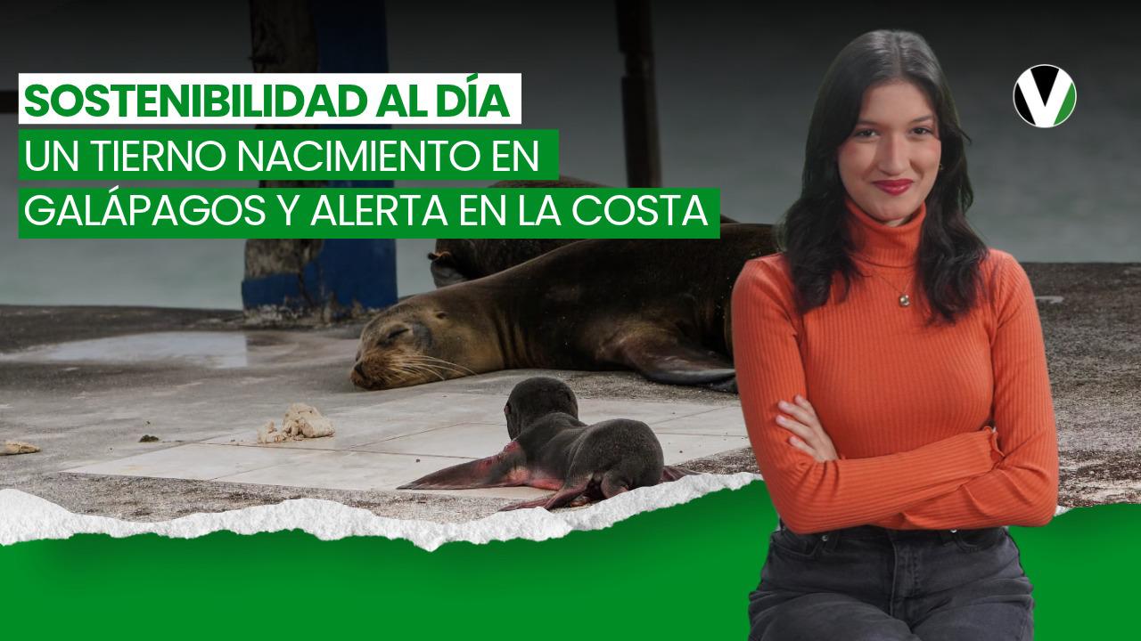 VIDEO | Lluvias e inundaciones, COP17 y un lobito marino que enamora en Galápagos