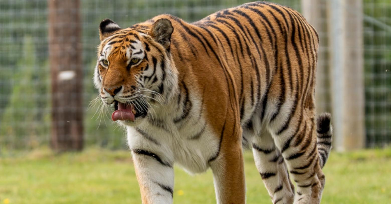 Zoológico de Inglaterra confirma que no sacrificará al tigre que atacó a un visitante
