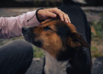 Acariciar a los perros revela más sobre ti de lo que podrías pensar