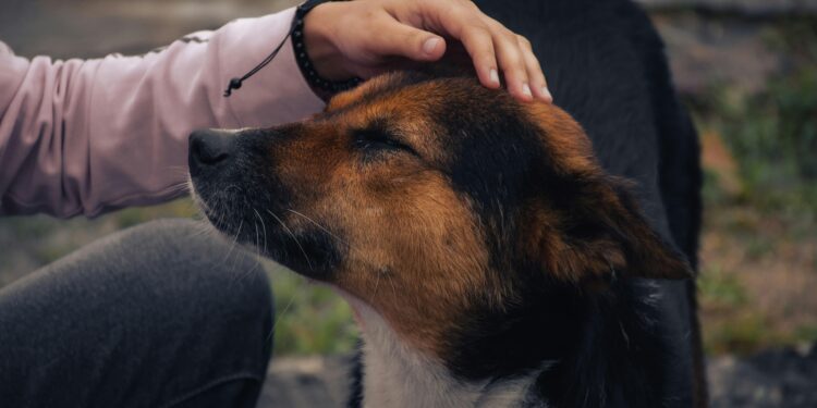 Acariciar a los perros revela más sobre ti de lo que podrías pensar