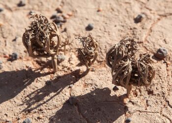 Esta planta simula estar muerta y puede sobrevivir hasta 15 años si recibe agua