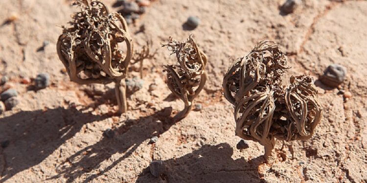 Esta planta simula estar muerta y puede sobrevivir hasta 15 años si recibe agua
