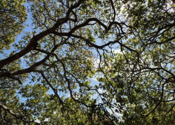 Esto sorprendió a todo el mundo: árboles están creciendo en África sin que nadie los haya plantado