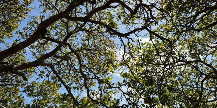 Esto sorprendió a todo el mundo: árboles están creciendo en África sin que nadie los haya plantado