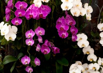 En Tailandia, el secreto para mantener vivas las orquídeas