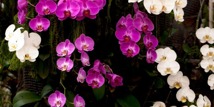 En Tailandia, el secreto para mantener vivas las orquídeas