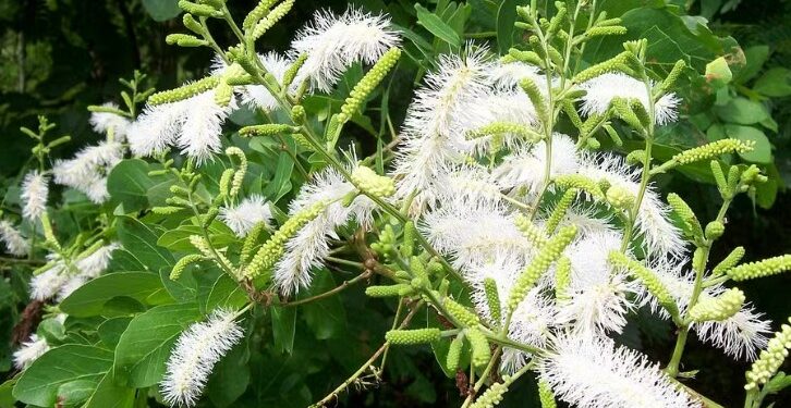 El árbol que bate récords y que "protege" tu casa de las miradas indiscretas de los vecinos