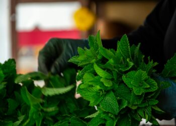 En los huertos de nuestras abuelas, la menta duraba años: el truco no es la tierra suelta, sino que nunca se planta junto con otras hierbas que le quitan espacio