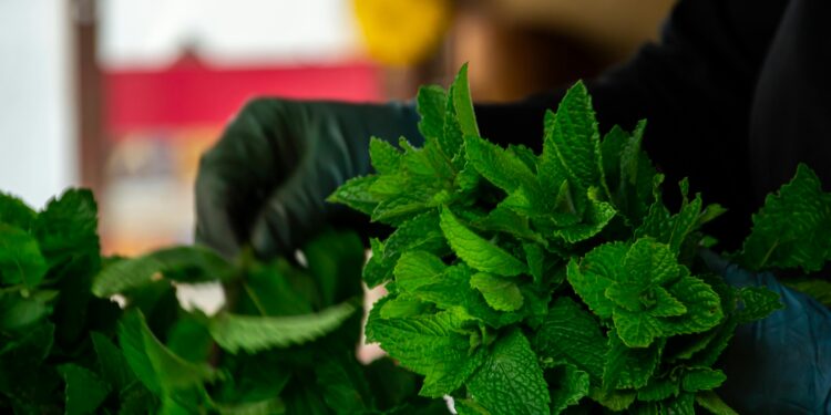 En los huertos de nuestras abuelas, la menta duraba años: el truco no es la tierra suelta, sino que nunca se planta junto con otras hierbas que le quitan espacio