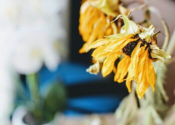 ¿Qué significa, según la psicología, que se te mueran todas las plantas? (¡Puede que sea culpa tuya!)