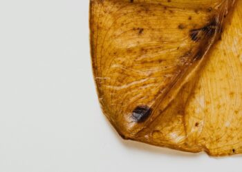 Qué significan las puntas secas de las hojas y qué intenta decirte tu planta?