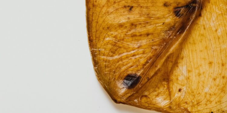 Qué significan las puntas secas de las hojas y qué intenta decirte tu planta?