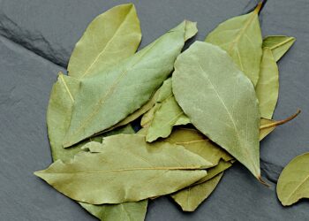 Hoja de laurel dentro de la cartera es señal de buena suerte y de dinero en camino