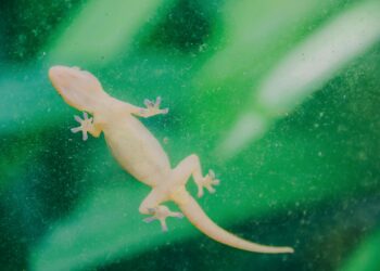 Si siguen apareciendo geckos en tu casa, la ciencia dice que no es casualidad