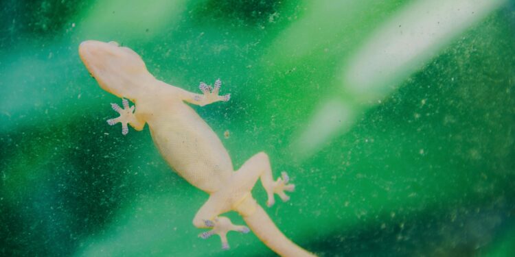 Si siguen apareciendo geckos en tu casa, la ciencia dice que no es casualidad