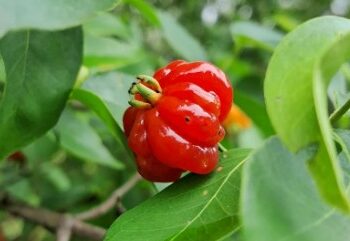El "bombón natural" que crece en racimos y se derrite en la boca con un aroma a miel silvestre