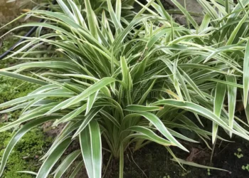 La planta que en su día fue toda una sensación en Grecia ahora decora salones y ayuda a filtrar el aire en apartamentos pequeños