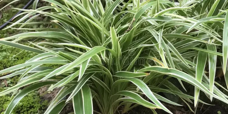 La planta que en su día fue toda una sensación en Grecia ahora decora salones y ayuda a filtrar el aire en apartamentos pequeños