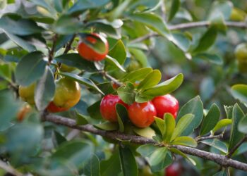 Frutas en el patio sin dolores de cabeza: árboles frutales de pequeño tamaño ideales para casas con poco espacio