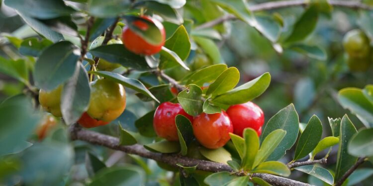 Frutas en el patio sin dolores de cabeza: árboles frutales de pequeño tamaño ideales para casas con poco espacio