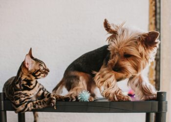¿Eres del "equipo gato" o del "equipo perro"? La psicología explica qué dice eso de ti