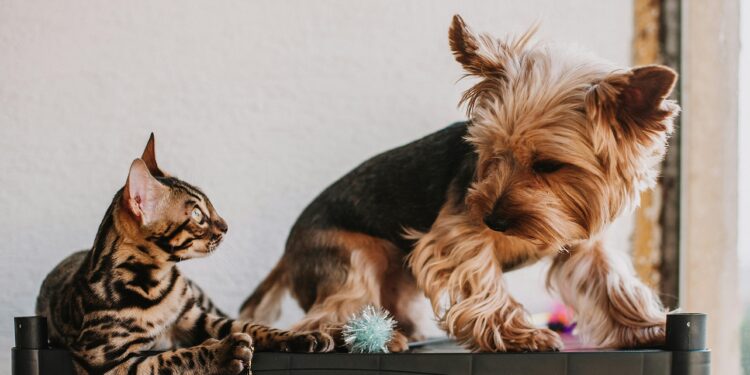 ¿Eres del "equipo gato" o del "equipo perro"? La psicología explica qué dice eso de ti