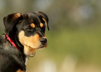 Nuevo fraude en Ecuador utiliza perros para quitar dinero a personas de buen corazón