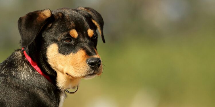 Nuevo fraude en Ecuador utiliza perros para quitar dinero a personas de buen corazón