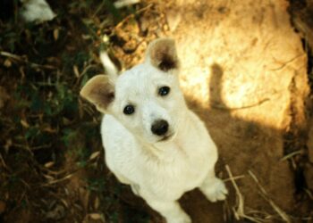 Qué hacen los dueños (sin darse cuenta) que puede aumentar la esperanza de vida de sus perros