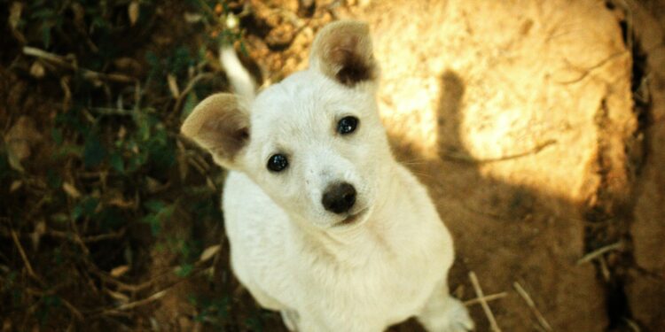 Qué hacen los dueños (sin darse cuenta) que puede aumentar la esperanza de vida de sus perros