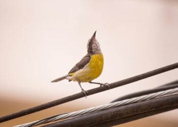 Si escuchas pájaros cantando en tu casa o jardín durante el día, te contamos qué significa y por qué es una buena señal