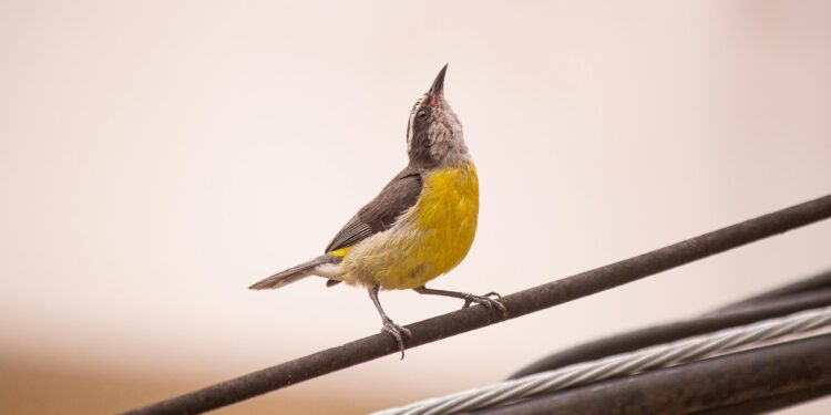 Si escuchas pájaros cantando en tu casa o jardín durante el día, te contamos qué significa y por qué es una buena señal