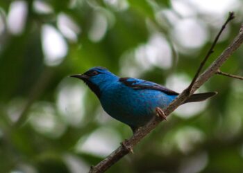 Si escuchas pájaros cantando en tu casa, te contamos por qué es una excelente señal