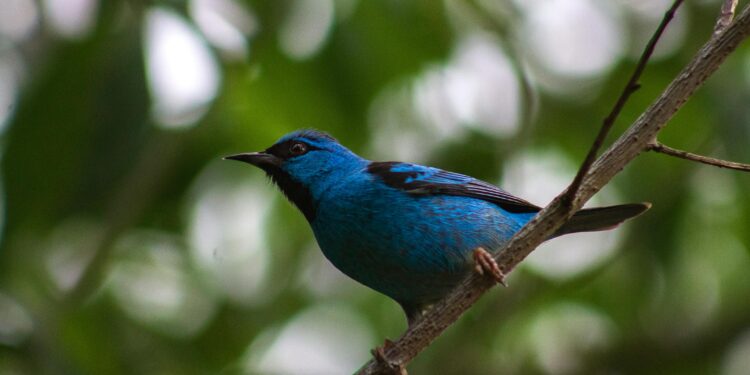 Si escuchas pájaros cantando en tu casa, te contamos por qué es una excelente señal