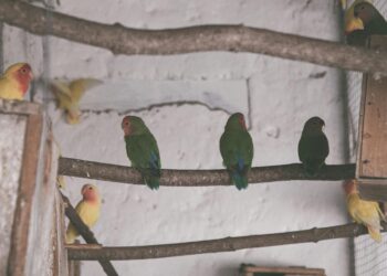 Si escuchas pájaros cantando en tu casa durante el día, te contamos qué significa y por qué es una buena señal