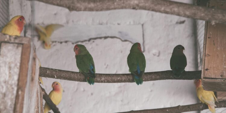 Si escuchas pájaros cantando en tu casa durante el día, te contamos qué significa y por qué es una buena señal