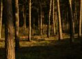 El árbol más grande del mundo mide 90 metros de altura y tiene un diámetro de 8 metros en su base, tan ancho como una pequeña casa