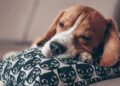Especialistas explican cuándo es normal que un perro duerma demasiado y cuándo puede ser una señal de alerta