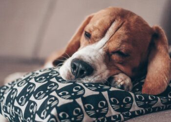 Especialistas explican cuándo es normal que un perro duerma demasiado y cuándo puede ser una señal de alerta